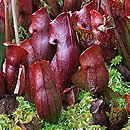 Sarraceniaceae (kapturnicowate)