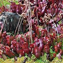 Sarracenia purpurea (kapturnica purpurowa)