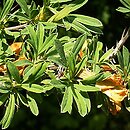 Caragana (karagana)