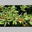 Caragana spinosa (karagana ciernista)