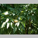 Aesculus ×marylandica (kasztanowiec merylandzki)