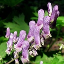 Aconitum moldavicum (tojad mołdawski)