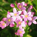 Centaurium (centuria)