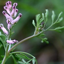 Fumaria vaillantii (dymnica drobnokwiatowa)