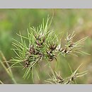 Poa bulbosa var. vivipara (wiechlina cebulkowata odmiana żyworodna)