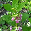Melittis melissophyllum (miodownik melisowaty)