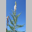 Myricaria germanica (września pobrzeżna)