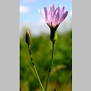 Scorzonera purpurea (wężymord stepowy)