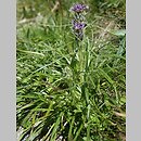 Saussurea pygmaea (saussurea wielkogłowa)
