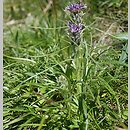 Saussurea (saussurea)