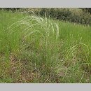 Stipa borysthenica (ostnica piaskowa)