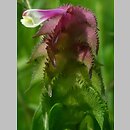Melampyrum cristatum (pszeniec grzebieniasty)