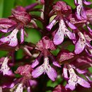 Orchis ×hybrida