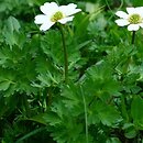 Callianthemum coriandrifolium (rutewnik jaskrowaty)