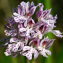 Orchis tridentata (storczyk trójzębny)