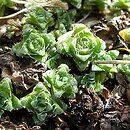 Saxifraga oppositifolia (skalnica naprzeciwlistna)