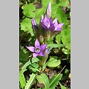 Gentianella (goryczuszka)