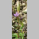 Gentianella amarella (goryczuszka gorzkawa)