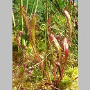 Droseraceae (rosiczkowate)