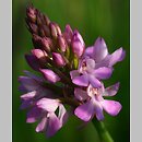 Anacamptis pyramidalis (koślaczek stożkowaty)