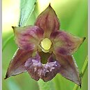 Epipactis ×schmalhausenii (kruszczyk Schmalhausena)