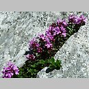 Thymus carpaticus (macierzanka karpacka)
