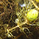 Utricularia australis (pływacz zachodni)