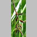 Carex pulicaris (turzyca pchla)