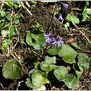 Soldanella hungarica (urdzik węgierski)
