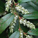 Leucothoe fontanesiana (leukotoe wawrzynowe)