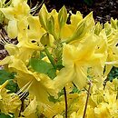 Rhododendron hort. Anneke