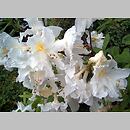 Rhododendron hort. Ballerina