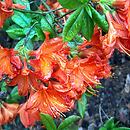 Rhododendron hort. Balzac