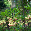 Enkianthus (enkiant)