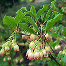 Enkianthus campanulatus (enkiant dzwonkowaty)