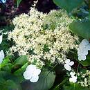 Hydrangeaceae (hortensjowate)