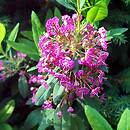 Kalmia angustifolia (kalmia wąskolistna)