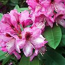 Rhododendron hort. Kokardia