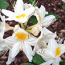 Rhododendron hort. Persil
