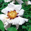 Paeonia (piwonia)