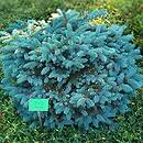 Picea pungens Montgomery