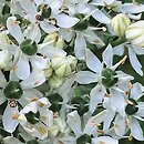 Allium multibulbosum