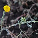 Anacyclus valentinus (bertram walencki)