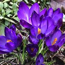 Crocus tommasinianus Ruby Giant