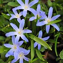 Asparagaceae (szparagowate)