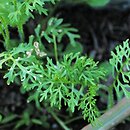 Carrichtera annua
