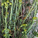 Euphorbia segetalis