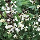 Eruca vesicaria ssp. sativa (rokietta siewna)