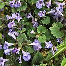 Glechoma hederacea (bluszczyk kurdybanek)