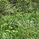 Bromus sterilis (stokłosa płonna)